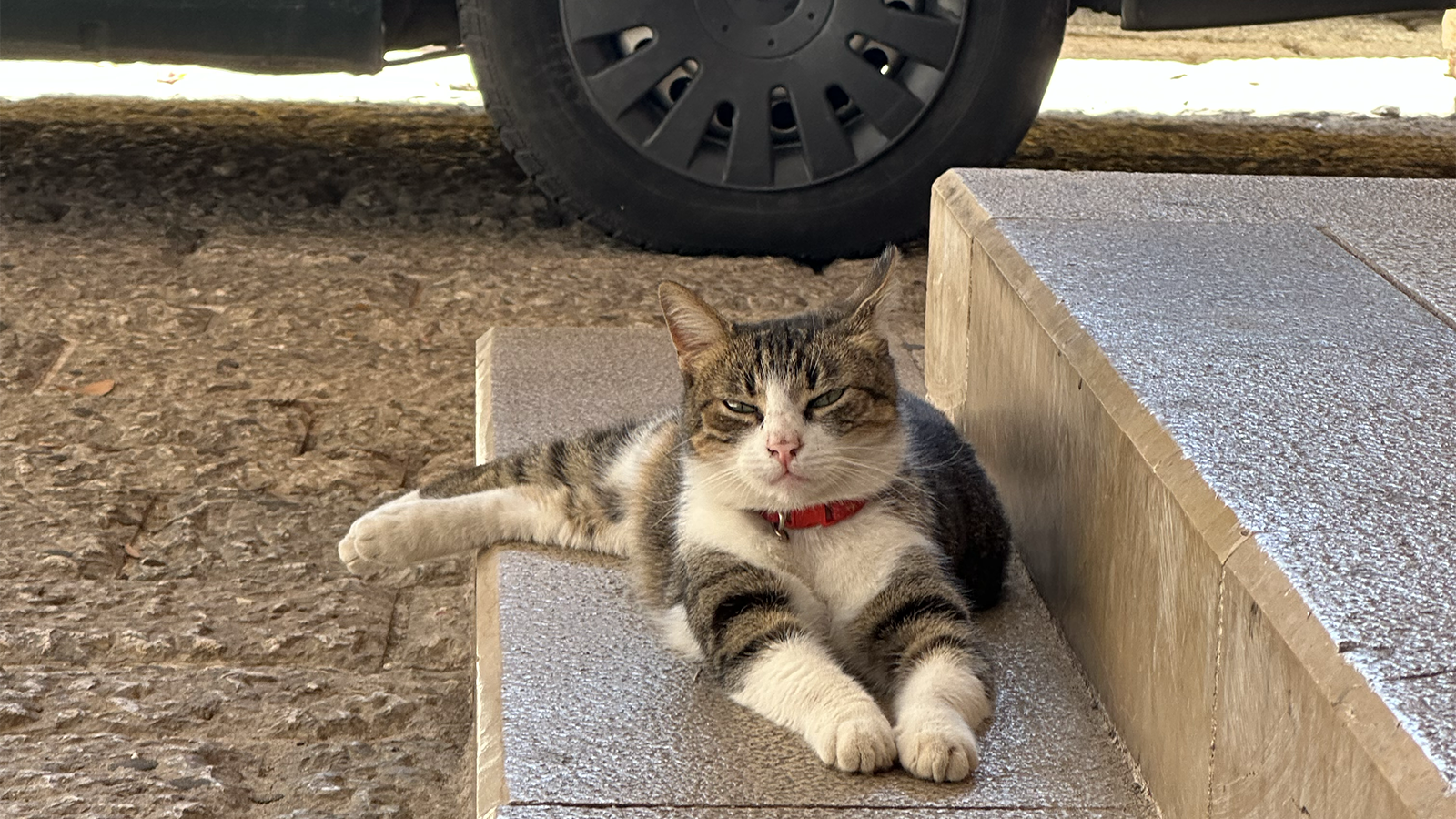 Billede af en kat, der ligger på et trappetrin i Mostar.